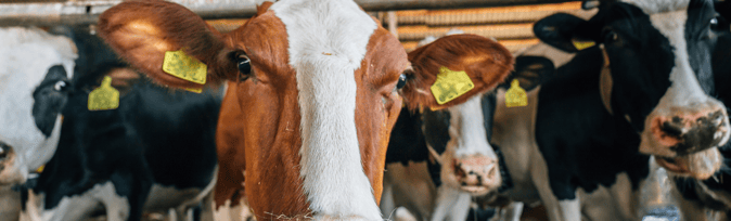 Sustainable Sourcing Challenges: Animal Agriculture