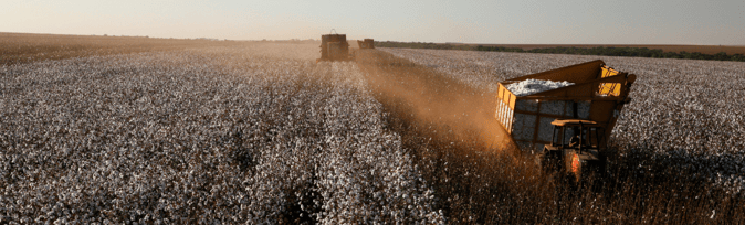 Sustainable Sourcing Challenges: Cotton