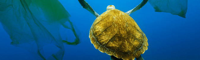 Sustainable Sourcing Challenges: War on Plastic